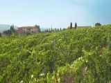 Azienda agricola vitivinicola